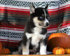Siberian Husky For Sale Fredericksburg, OH Female- Tiaria