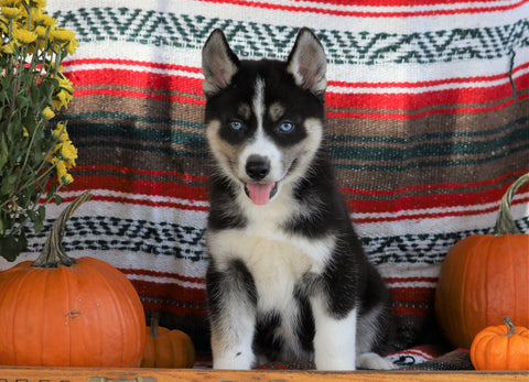 Siberian Husky For Sale Fredericksburg, OH Female- Tiaria