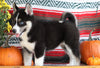 Siberian Husky For Sale Fredericksburg, OH Female- Tiaria