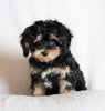 ICA Registered Cavapoo For Sale Fredericksburg, OH Male- Caspar