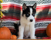 Siberian Husky For Sale Fredericksburg, OH Male- Trevor