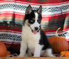 Siberian Husky For Sale Fredericksburg, OH Male- Trevor