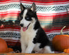 Siberian Husky For Sale Fredericksburg, OH Male- Trevor