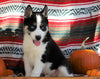 Siberian Husky For Sale Fredericksburg, OH Male- Trevor