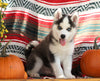 Siberian Husky For Sale Fredericksburg, OH Male- Trenton
