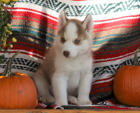 Siberian Husky For Sale Fredericksburg, OH Male- Trapper