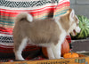 Siberian Husky For Sale Fredericksburg, OH Male- Trapper