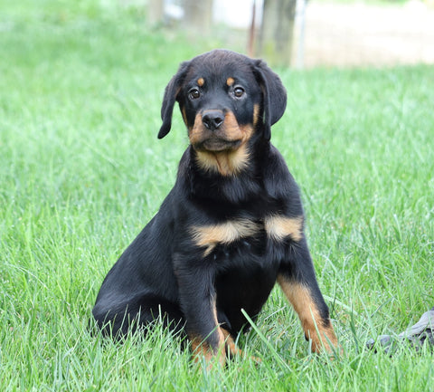 AKC Registered Rottweiler For Sale Shreve, OH Female- Bella