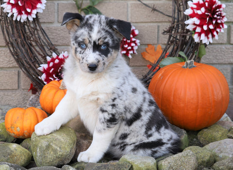 Siberian Husky Mix For Sale Fredericksburg, OH Female- Bonnie