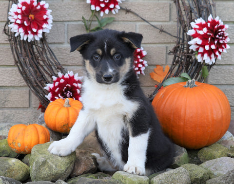 Siberian Husky Mix For Sale Fredericksburg, OH Female- Buttercup