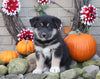 Siberian Husky Mix For Sale Fredericksburg, OH Male- Rusty