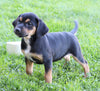 Puggle For Sale Sugarcreek, OH Male- George