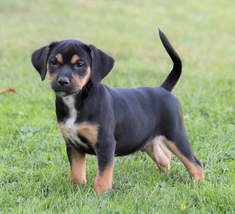 Puggle For Sale Sugarcreek, OH Male- George