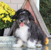 Poodle Mix For Sale Sugarcreek, OH Male- Frisky