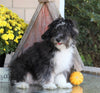 Poodle Mix For Sale Sugarcreek, OH Male- Frisky