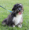 Poodle Mix For Sale Sugarcreek, OH Male- Frisky