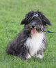 Poodle Mix For Sale Sugarcreek, OH Male- Frisky