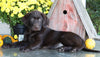 AKC Registered Labrador Retriever For Sale Sugarcreek, OH Female- Sadie