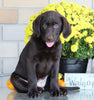 AKC Registered Labrador Retriever For Sale Sugarcreek, OH Female- Sadie
