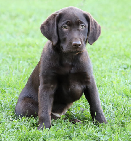 AKC Registered Labrador Retriever For Sale Sugarcreek, OH Female- Sadie