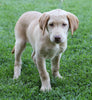 AKC Registered Labrador Retriever For Sale Sugarcreek, OH Female- Roxie