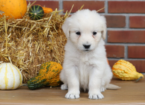 AKC Registered English Cream Golden Retriever For Sale Fredericksburg, OH Female- Alice