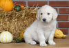 AKC Registered English Cream Golden Retriever For Sale Fredericksburg, OH Female- Autumn