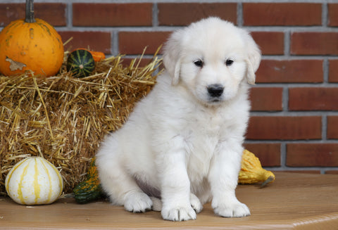AKC Registered English Cream Golden Retriever For Sale Fredericksburg, OH Male- Cooper