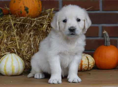 AKC Registered English Cream Golden Retriever For Sale Fredericksburg, OH Female- Mia