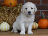 AKC Registered English Cream Golden Retriever For Sale Fredericksburg, OH Female- Mia