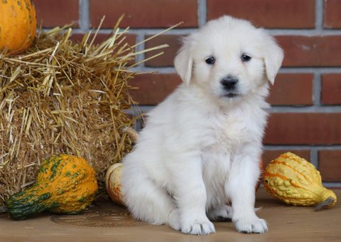 AKC Registered English Cream Golden Retriever For Sale Fredericksburg, OH Female- Olivia