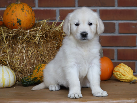 AKC Registered English Cream Golden Retriever For Sale Fredericksburg, OH Female- Sasha