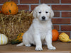 AKC Registered English Cream Golden Retriever For Sale Fredericksburg, OH Female- Sasha