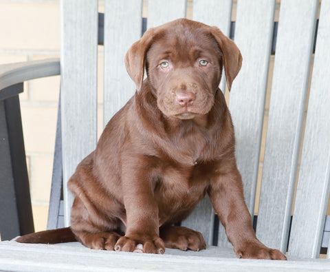 AKC Registered Chocolate Labrador Retriever For Sale Sugarcreek, OH Male- Jackson