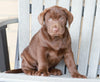 AKC Registered Chocolate Labrador Retriever For Sale Sugarcreek, OH Male- Jackson