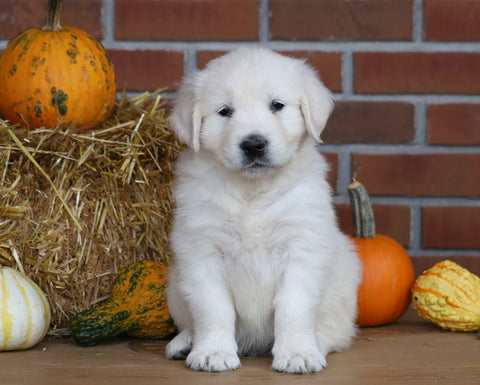 AKC Registered English Cream Golden Retriever For Sale Fredericksburg, OH Male- Winston