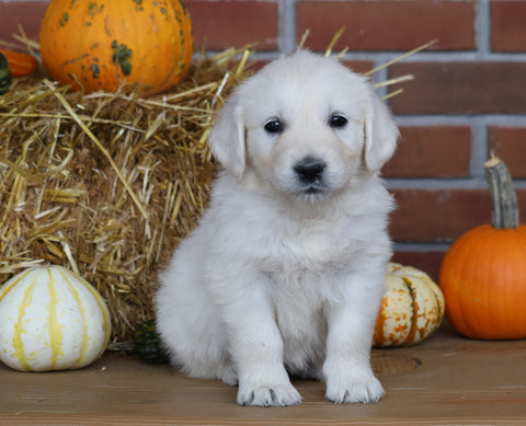 AKC Registered English Cream Golden Retriever For Sale Fredericksburg, OH Female- Macey