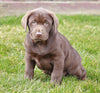 AKC Registered Chocolate Labrador Retriever For Sale Sugarcreek, OH Male- Jackson