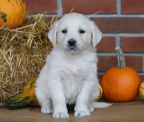 AKC Registered English Cream Golden Retriever For Sale Fredericksburg, OH Female- Stella