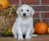 AKC Registered English Cream Golden Retriever For Sale Fredericksburg, OH Female- Stella