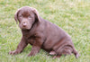 AKC Registered Chocolate Labrador Retriever For Sale Sugarcreek, OH Male- Jackson