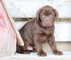 AKC Registered Chocolate Labrador Retriever For Sale Sugarcreek, OH Male- Jackson