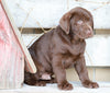 AKC Registered Chocolate Labrador Retriever For Sale Sugarcreek, OH Male- Jackson