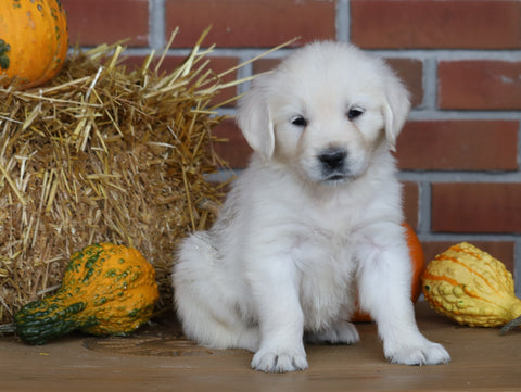 AKC Registered English Cream Golden Retriever For Sale Fredericksburg, OH Female- Skye