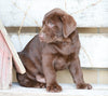 AKC Registered Chocolate Labrador Retriever For Sale Sugarcreek, OH Male- Jackson