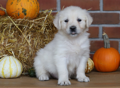 AKC Registered English Cream Golden Retriever For Sale Fredericksburg, OH Female- Lexi