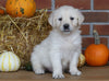 AKC Registered English Cream Golden Retriever For Sale Fredericksburg, OH Female- Lexi