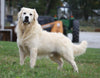 AKC Registered English Cream Golden Retriever For Sale Fredericksburg, OH Female- Autumn