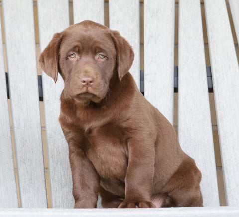 AKC Registered Chocolate Labrador Retriever For Sale Sugarcreek, OH Male- Russel