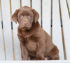 AKC Registered Chocolate Labrador Retriever For Sale Sugarcreek, OH Male- Russel